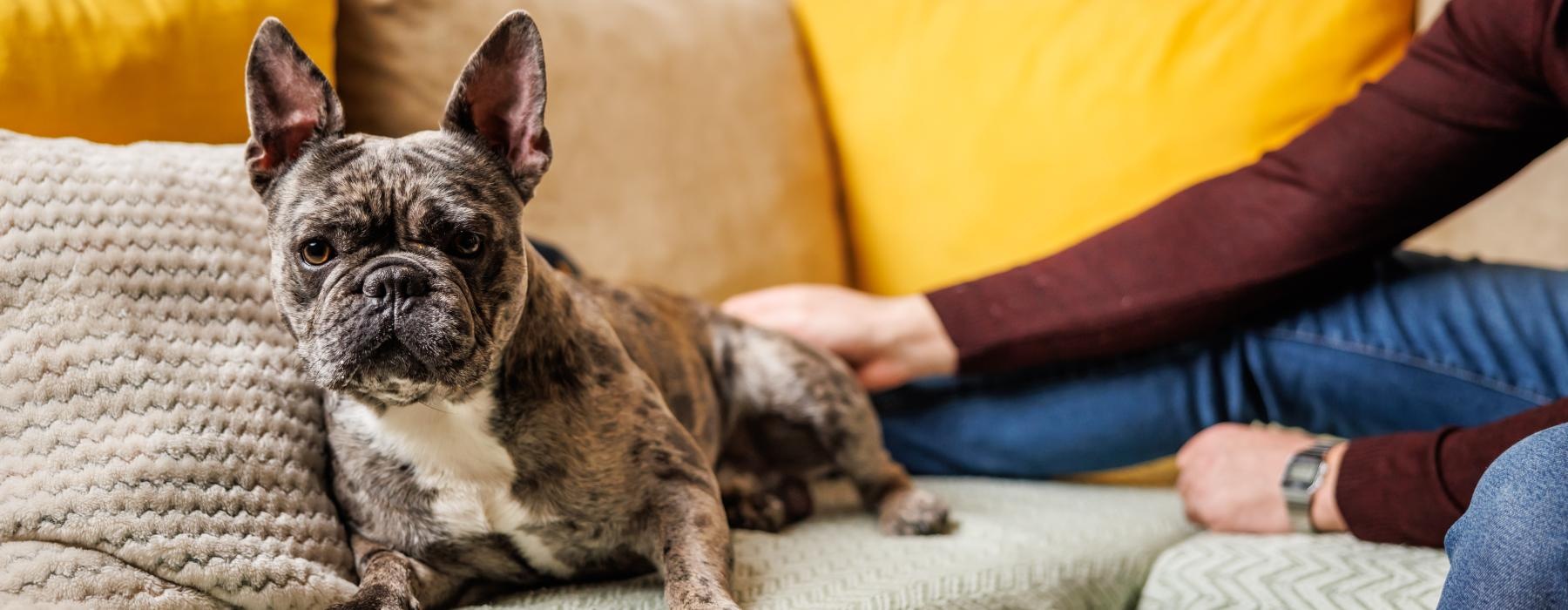 a dog sitting on a couch